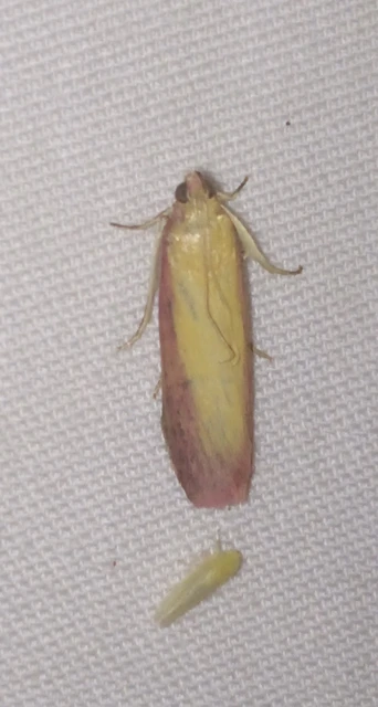 Oncocera semirubella - lucernamoly