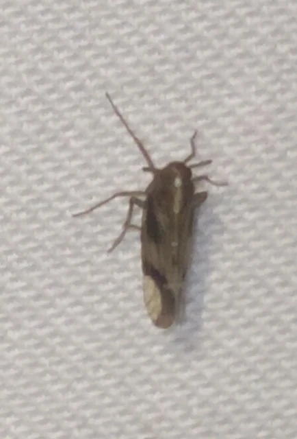 Euides basilinea