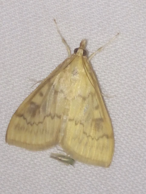 Ostrinia nubilalis - kukoricamoly