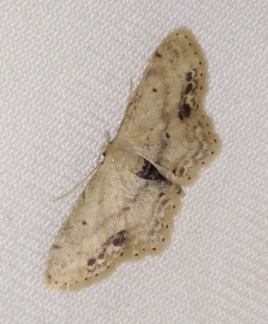 Idaea dimidiata - gyakori apróaraszoló