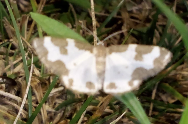 Lomaspilis marginata - szegélyes nyárfaaraszoló