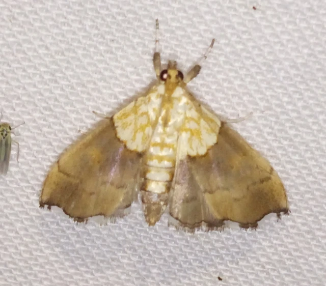 Agrotera nemoralis - ligeti tűzmoly