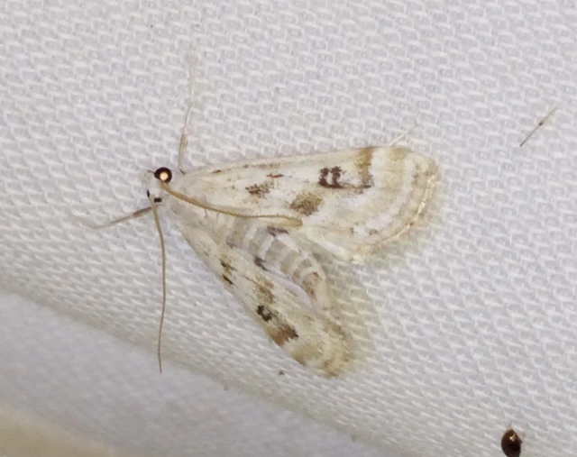 Parapoynx stratiotata - közönséges vízimoly