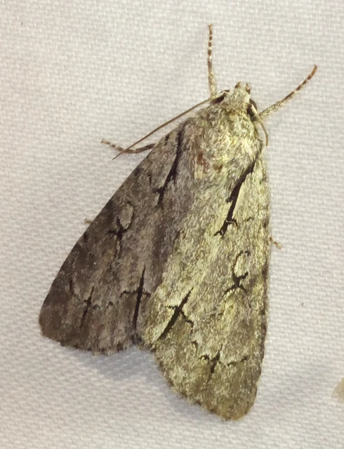 Acronicta cuspis/tridens/psi
