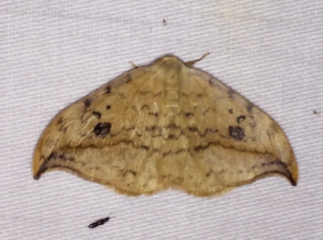 Drepana falcataria - nyárfa-sarlósszövő