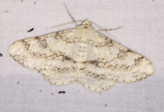 Ascotis selenaria - holdas faaraszoló