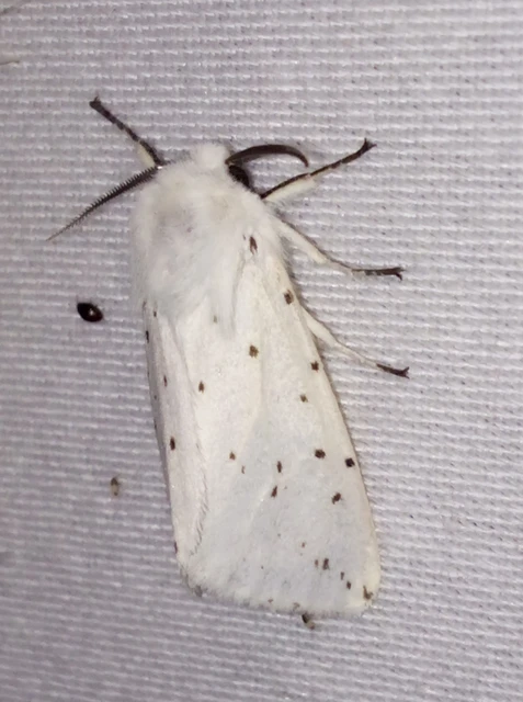 Spilosoma lubricipedum - tejszínű medvelepke