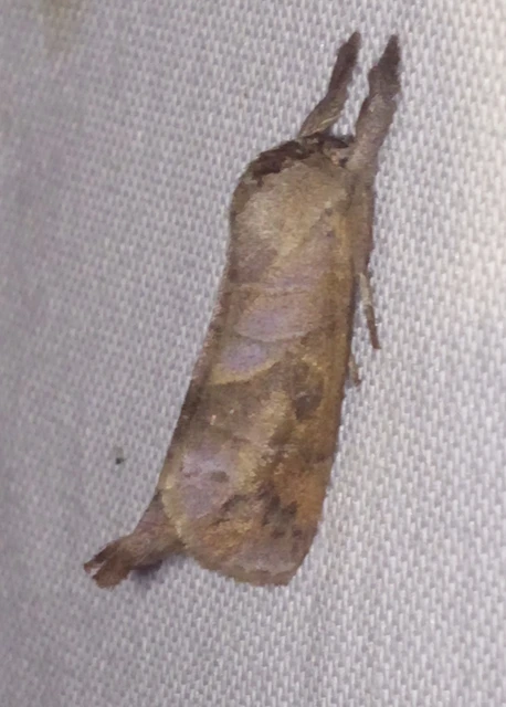 Clostera anastomosis - barna levélszövő