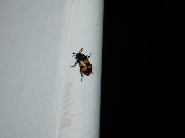Nicrophorus