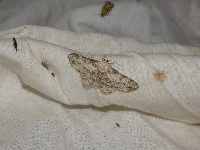 Ascotis selenaria - holdas faaraszoló