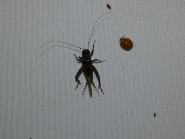 Eumodicogryllus bordigalensis - bordói tücsök
