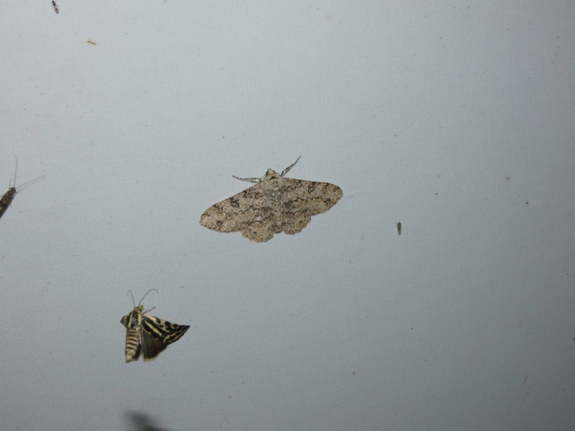 Ascotis selenaria - holdas faaraszoló