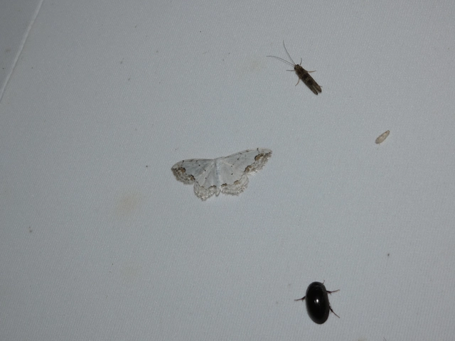 Scopula ornata - díszes fehéraraszoló