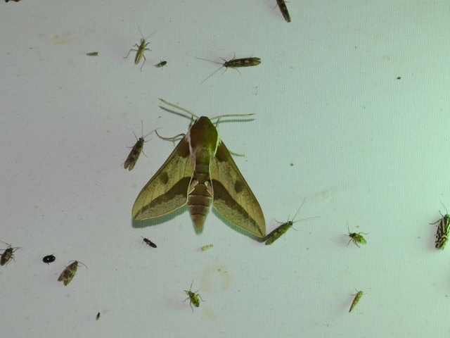 Hyles euphorbiae - kutyatejszender