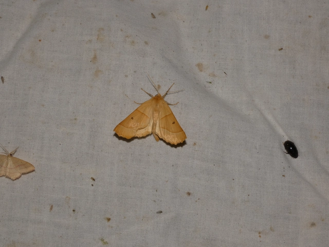 Crocallis elinguaria - sárga sávosaraszoló