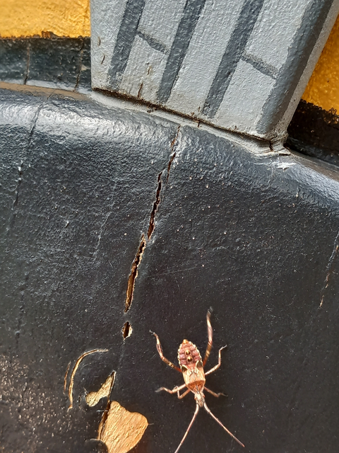 Leptoglossus occidentalis - nyugati levéllábú poloska Leptoglossus occidentalis - nyugati levéllábú poloska