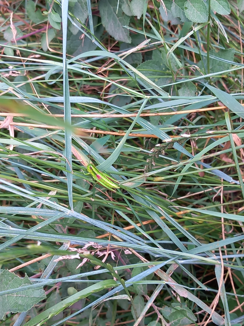 Euthystira brachyptera - smaragdzöld sáska
