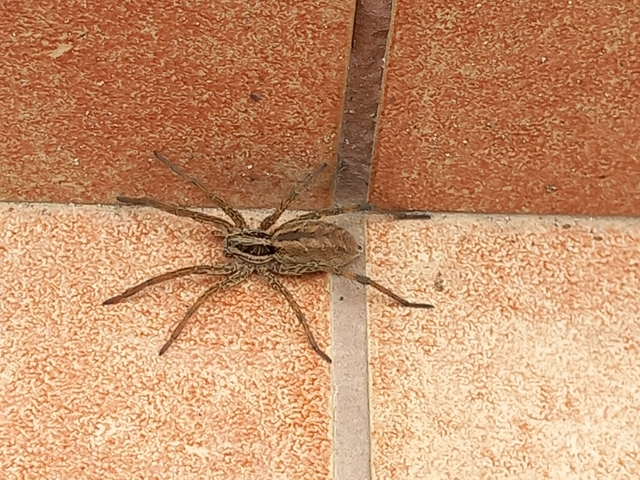 Hogna radiata - réti farkaspók