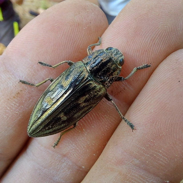 Chalcophora mariana - nagy fenyvesdíszbogár