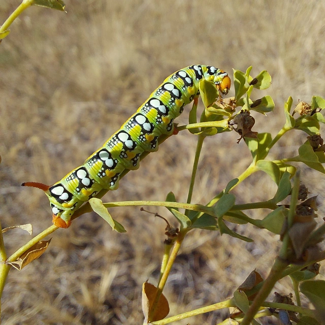 Hyles euphorbiae - kutyatejszender