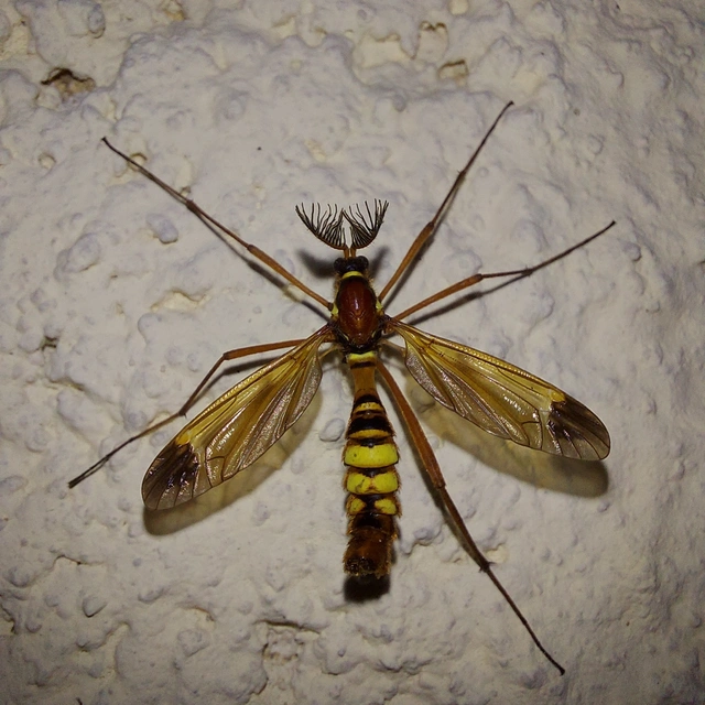 Ctenophora ornata - sárga fésűsszúnyog
