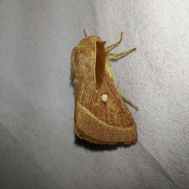 Lasiocampa trifolii - lóhereszövő
