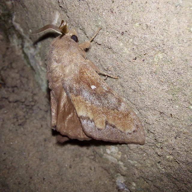 Dendrolimus pini - fenyőpohók