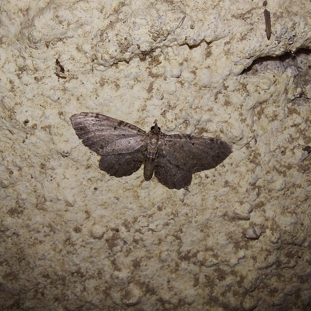 Anticollix sparsata - csipkés törpearaszoló