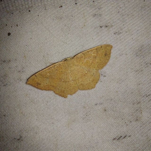 Cyclophora ruficiliaria - vörösrojtú pettyesaraszoló