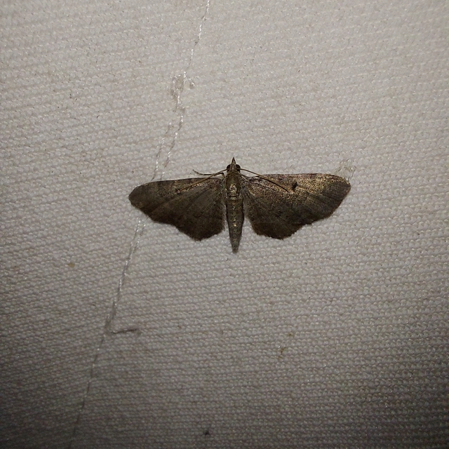 Eupithecia selinata - lápi törpearaszoló