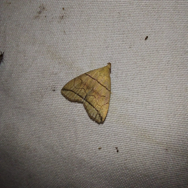 Herminia grisealis - ligeti karcsúbagoly