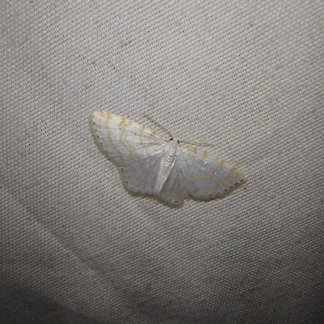 Asthena albulata - gyertyán-fehéraraszoló