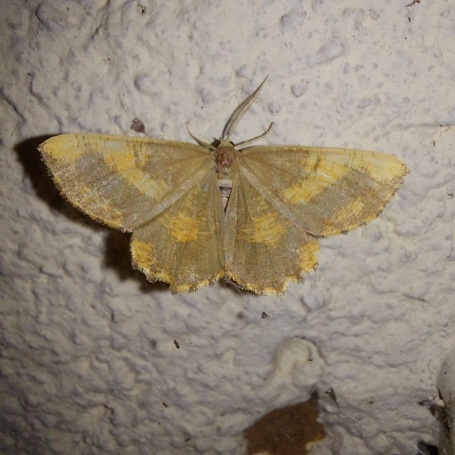 Angerona prunaria - sárga kökényaraszoló