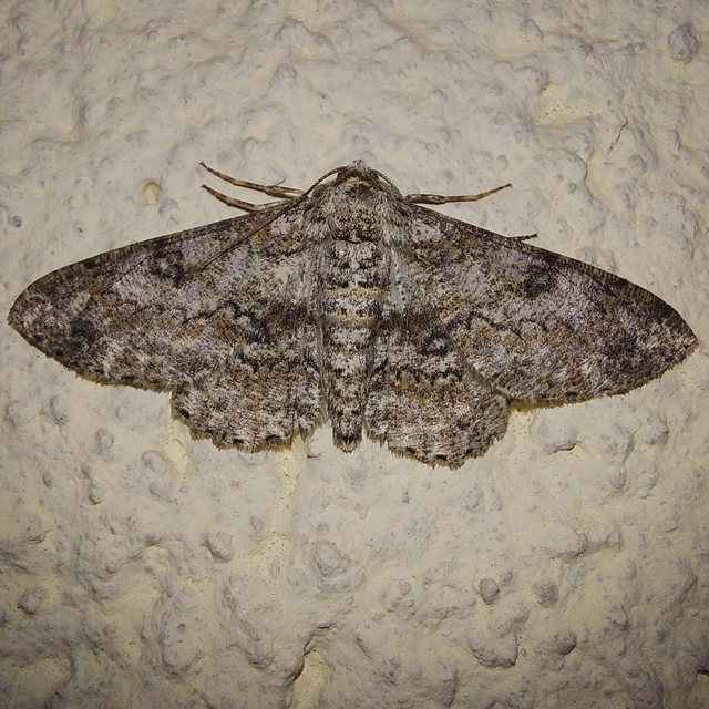 Ascotis selenaria - holdas faaraszoló