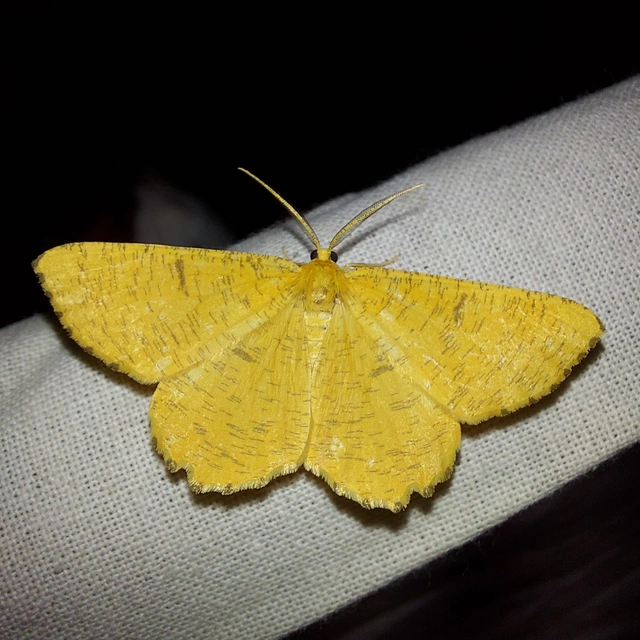 Angerona prunaria - sárga kökényaraszoló