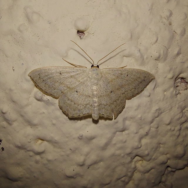 Scopula nigropunctata - feketepettyes araszoló