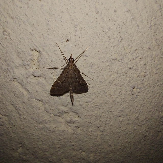 Dolicharthria punctalis - hosszúlábú tűzmoly