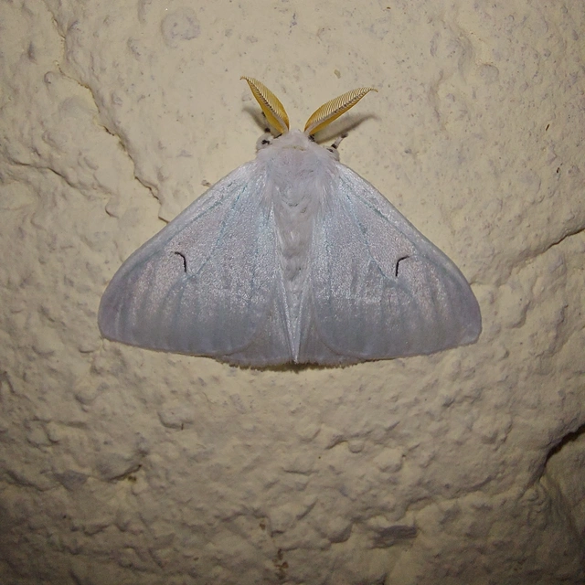 Arctornis l-nigrum - L-betűs gyapjaslepke