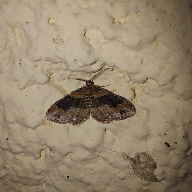 Xanthorhoe ferrugata - kerti tarkaaraszoló Xanthorhoe ferrugata - kerti tarkaaraszoló