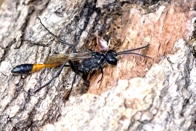 Ammophila sabulosa - homoki hernyóölődarázs