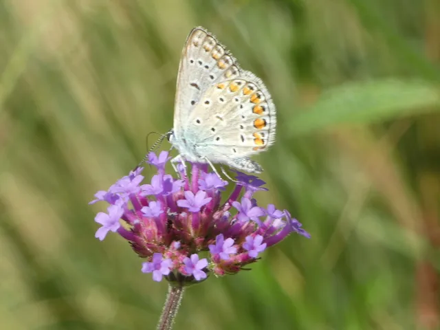 Polyommatus icarus - közönséges boglárka