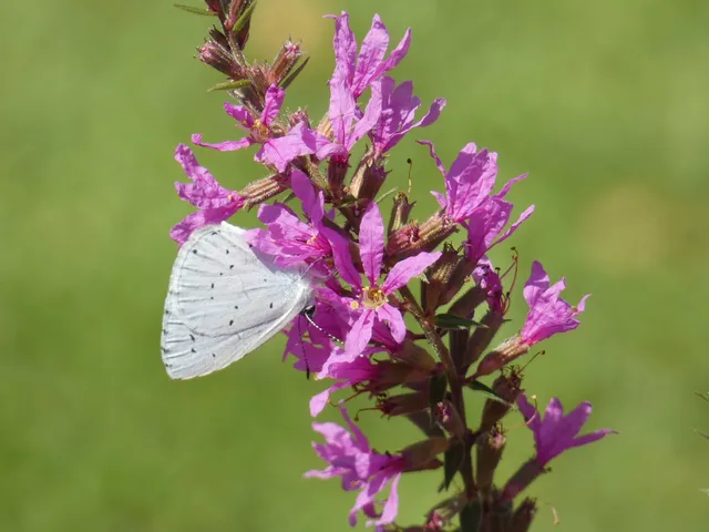 Celastrina argiolus - bengeboglárka