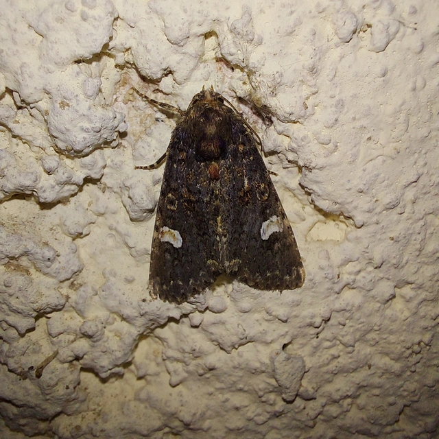Melanchra persicariae - fehérfoltos kertibagoly