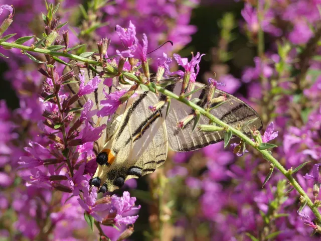 Iphiclides podalirius - kardoslepke