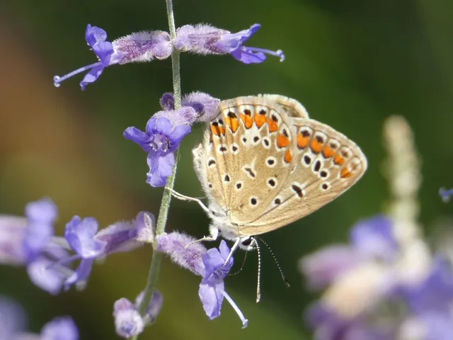 Polyommatus icarus - közönséges boglárka