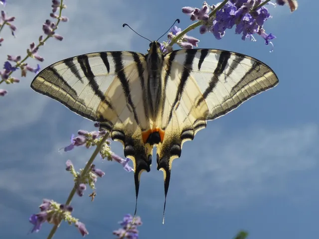 Iphiclides podalirius - kardoslepke