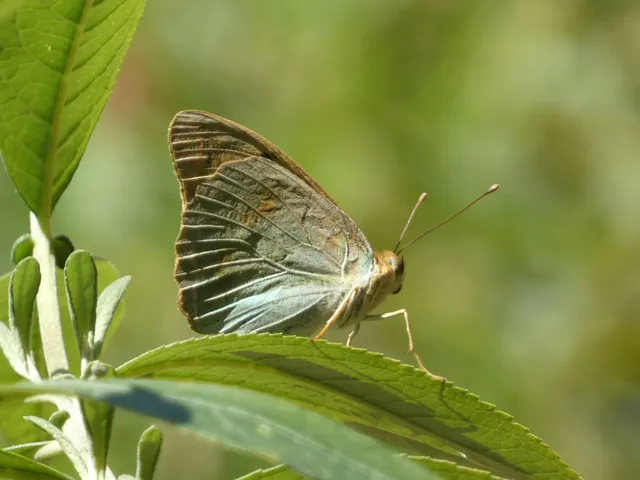 Argynnis pandora - zöldes gyöngyházlepke