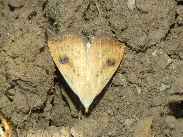 Rivula sericealis - selymes lórombagoly