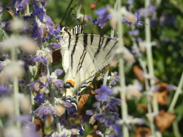 Iphiclides podalirius - kardoslepke