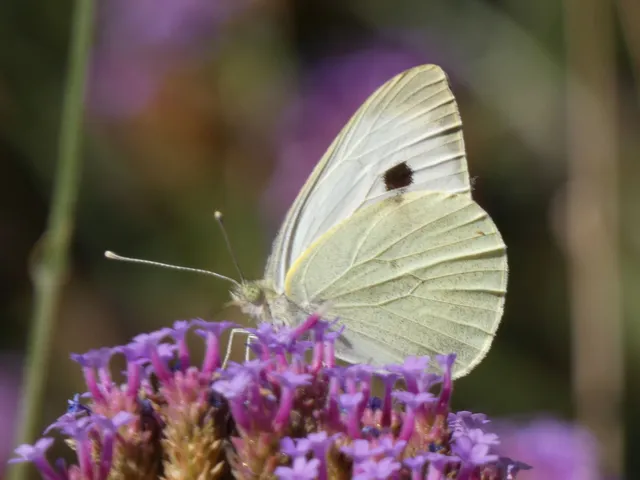 Pieris brassicae - káposztalepke